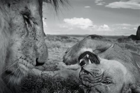 ライオン 生と死の平原 ナショナル ジオグラフィック日本版サイト