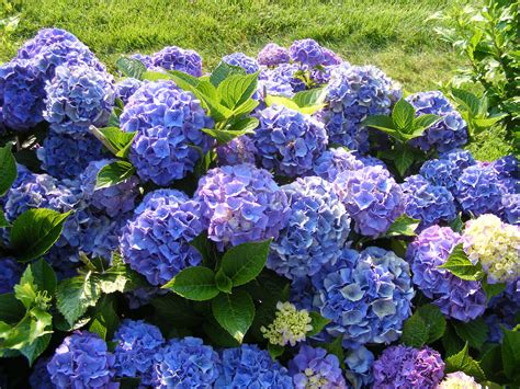 I found out how to dry hydrangeas by accident. The Essential Guide to Growing Hydrangeas - Griffins ...
