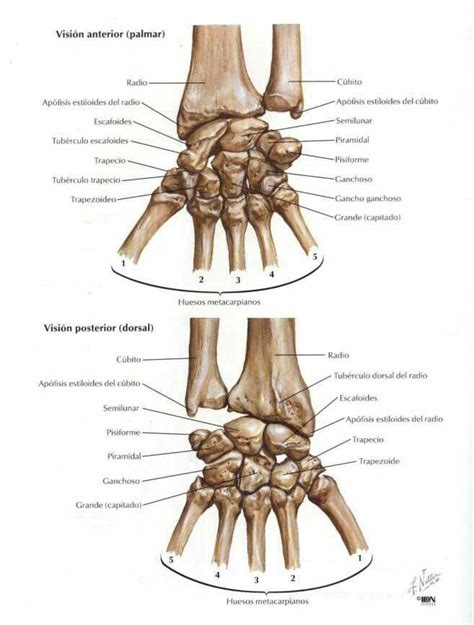 Visión Anterior Y Posterior De La Mano Anatomía Del Esqueleto Huesos
