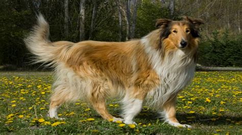 Collie Rough Dog Breed Your Perfect Pet Youtube