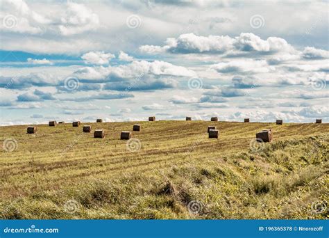 Hay Stack Bale On Farm Wheat Field After Harvest Natural Farmland