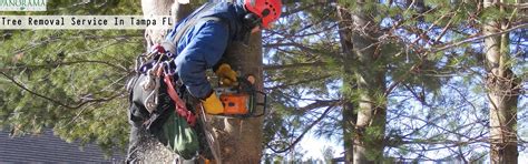 However, the following might restrict certain tree removal on your property: Tree Removal Tampa (With images) | Tree removal service ...