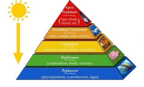 3 Major Types Of Ecological Pyramids Pyramid Of Number Biomass And