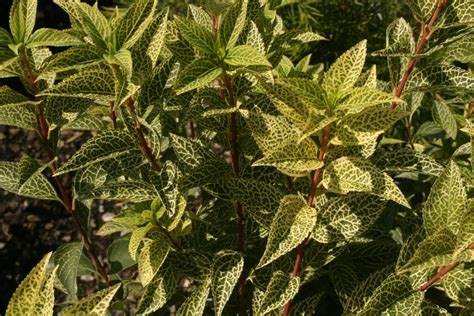 Kumson Korean Greenstem Forsythia Forsythia Viridissima Flickr