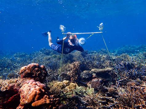 Using Speakers To Attract Fish Back To Corals