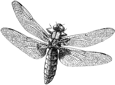 They are not restricted by any intellectual property laws and so they are free to be used by the public without needing permission. 6 Dragonfly Images! - The Graphics Fairy