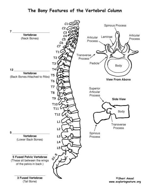 Learn about body movements with free interactive flashcards. Backbone (Vertebral Column) Labeling Page | Anatomy ...