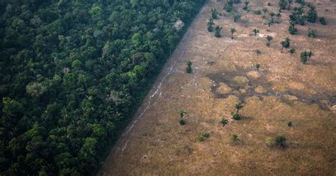 Climate Change Transforming Forests Worldwide Leading To Increase In