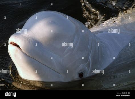 Portrait Of Beluga Whale White Whale Delphinapterus Leucas In White Sea Russia Arctic Stock