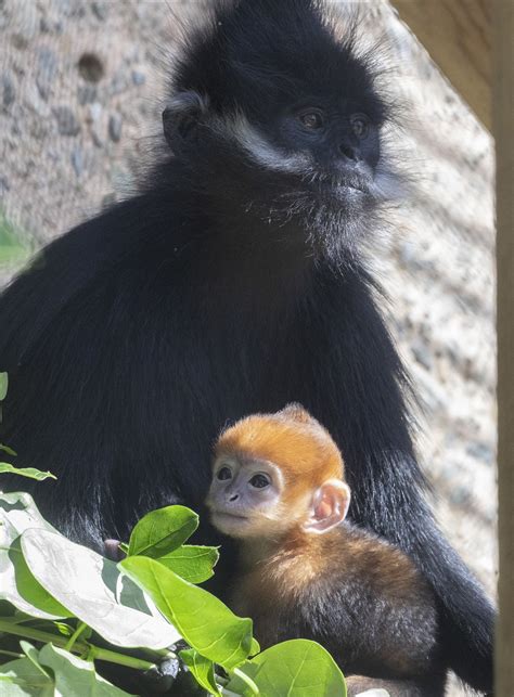 San Francisco Zoo Reveals New Addition Rare Baby Monkey