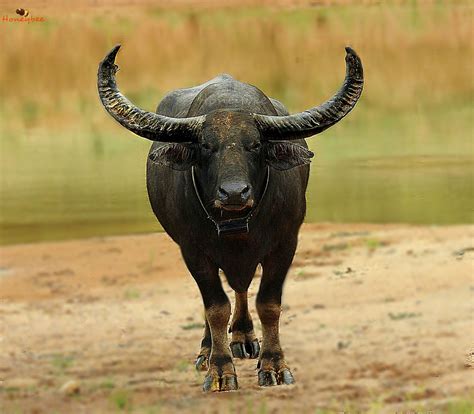 Asian Wild Water Buffalo Bubalus Arnee