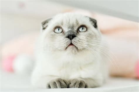 White Scottish Fold Domestic Cat Lying In Bed Beautiful White Kitten