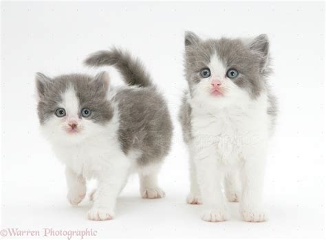 Pictures Of Grey And White Kittens Tiny White And Grey Kitten Looking