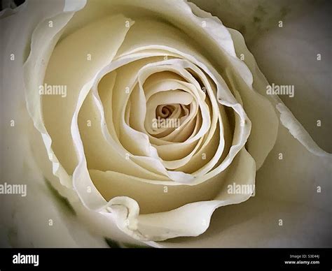 Hermosa Rosa Blanca Fotografías E Imágenes De Alta Resolución Alamy