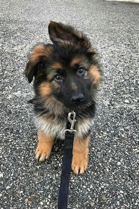 Full Grown German Shepherds Are Cute But Have You Seen Them As Puppies