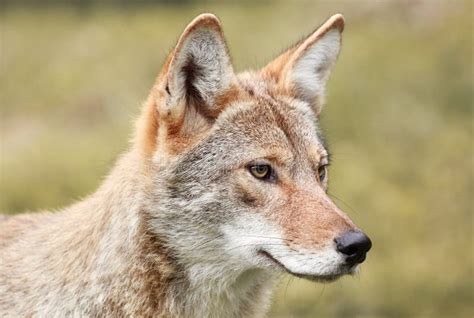 499 Coyote Face Stock Photos Free And Royalty Free Stock Photos From
