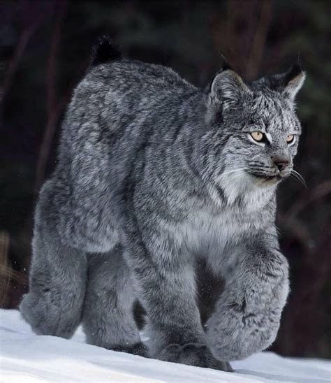 Lynx Canada Photo By Kevin Smith Of Wild Wild West Photography