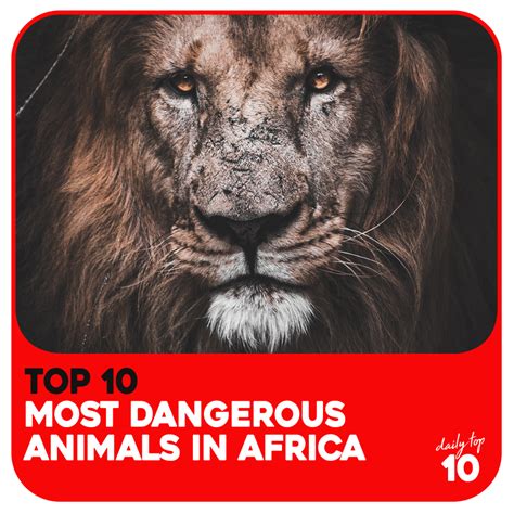 Top 10 Most Dangerous Animals In Africa You Surely Dont Want To Meet