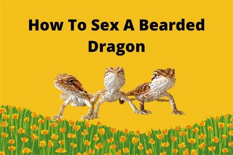 How To Sex A Bearded Dragon How To Determine Know Your Buddy
