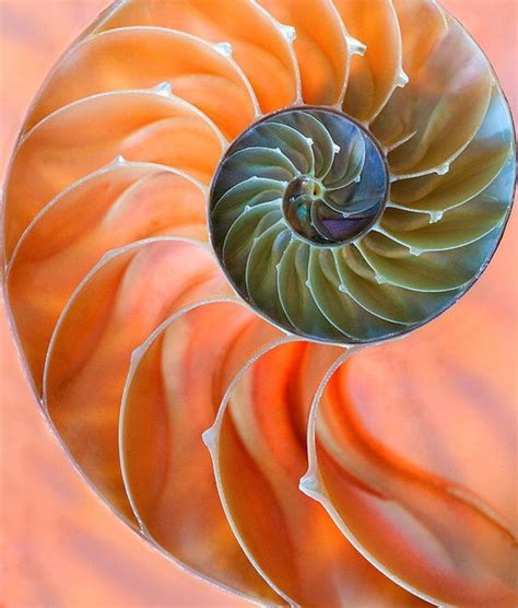 Chance Or Design Spirals In Nature Patterns In Nature Spiral Shell