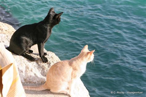 Two Cats Looking At The Sea Matala Crete Greece