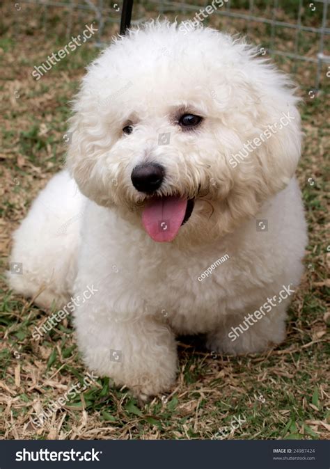 White Cute Poodle Puppy On Meadow Stock Photo 24987424
