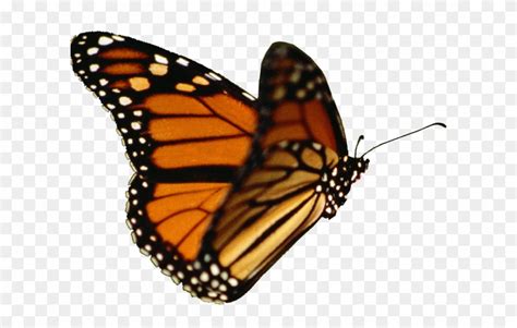 Download Monarch Butterfly Clipart Cool Butterfly  No