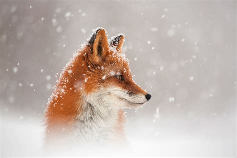 Fox Snow Hd Animals 4k Wallpapers Images Backgrounds