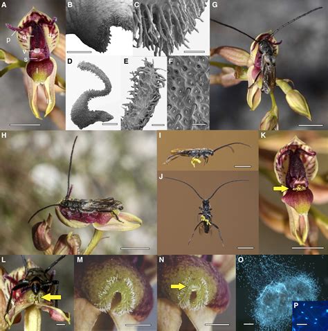 Sexual Deception Of A Beetle Pollinator Through Floral Mimicry Current Biology