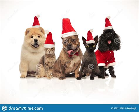 Five Cats And Dogs Of Diferent Breeds Wearing Santa Hats
