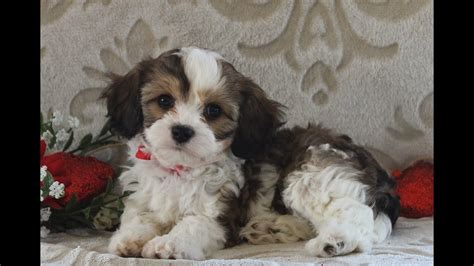 Cavachon Puppies For Sale Youtube