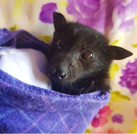 The Importance Of Bats In Our Ecosystem Petlife