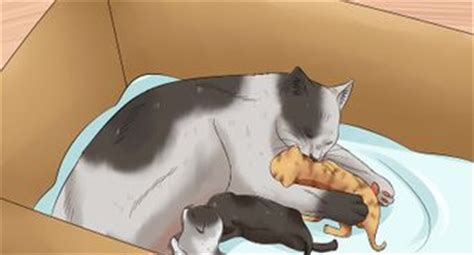 I'm not a big advocate on scruffing cats and during my cat behaviour consultations i often hear clients tell me that. How to Hold a Cat by the Scruff: 15 Steps (with Pictures)