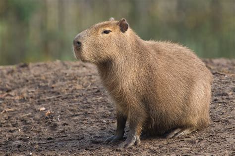 They are considered to be one of the. Capivara - ecologia, características, fotos - InfoEscola