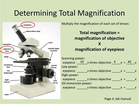 Ppt Using The Microscope Powerpoint Presentation Free Download Id