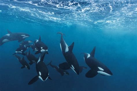 Baleia Orca Características Como Vivem E Curiosidades