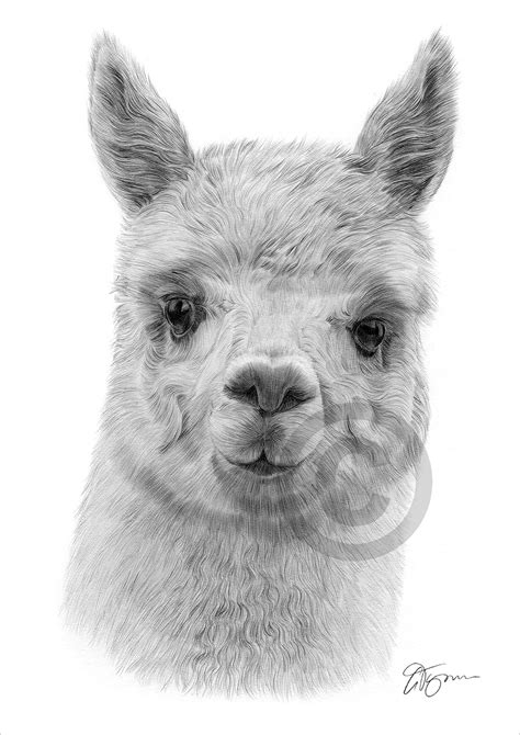 Pencil Drawing Of An Alpaca By Uk Artist Gary Tymon