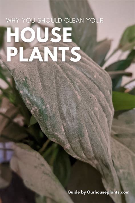 How To Clean Your Houseplants Our House Plants