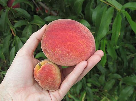 Maybe you would like to learn more about one of these? Growing Fruit Trees in Containers