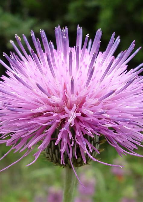 Texas Thistle Native American Seed
