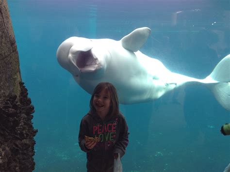 Just A Beluga Whale And My Sister Funny
