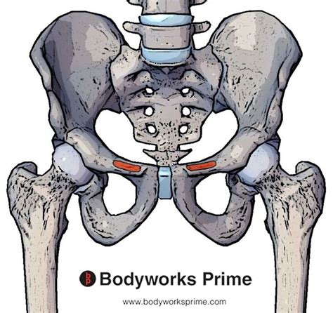 Pectineus Muscle Anatomy Bodyworks Prime