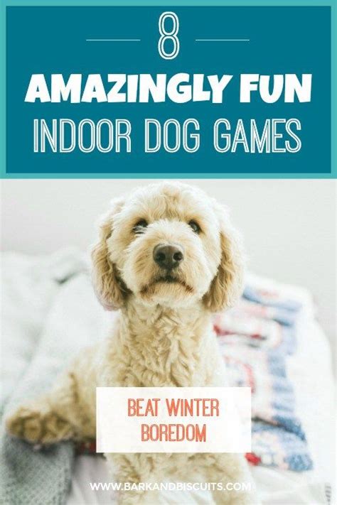 Indoor Dog Games 8 Fun Games To Play In Winter Dog