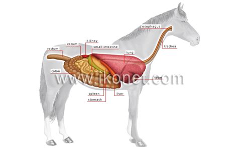 Animal Kingdom Ungulate Mammals Horse Anatomy Of A Horse Image