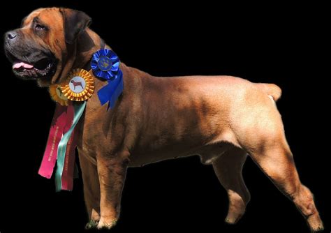 African boerboel originating from south africa, the south african boerboel is a large molosser type dog with a natural guardian instinct. Mid Atlantic Boerboels | African boerboel, South african ...