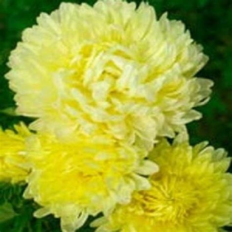 Browse our yellow aster flower images, graphics, and designs from +79.322 free vectors graphics. 30+ YELLOW DUCHESS ASTER FLOWER SEEDS / TALL / PAEONY ...