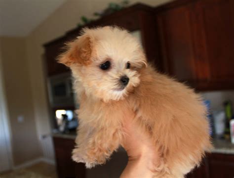 Teacup Malti Poo Puppy For Sale Iheartteacups