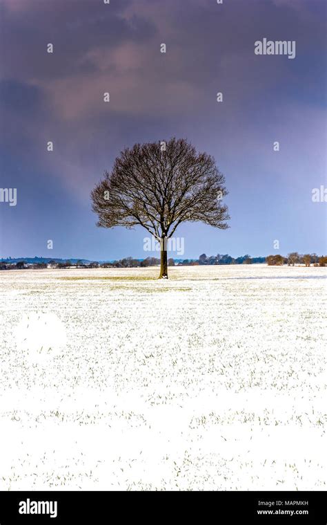 Winter Tree With Moody Sky Stock Photo Alamy