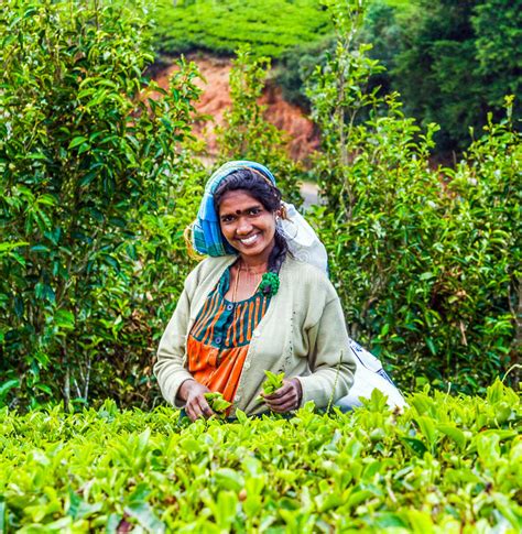 Smiling Woman Working On Sri Lankan Tea Plantation Editorial