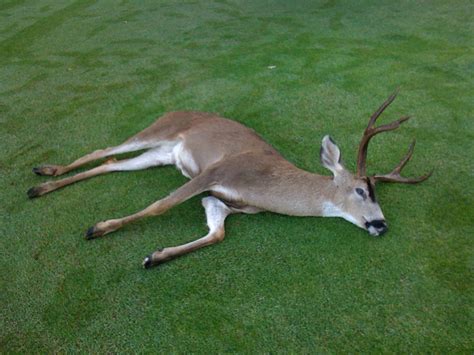 Stanford Golf Course Superintendents Blog Deer Casualty On 9